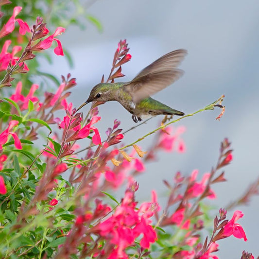 Our Favorite Perennials for Pollinators