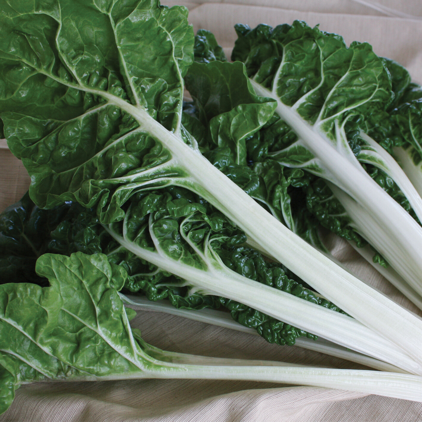 Lucullus Swiss Chard