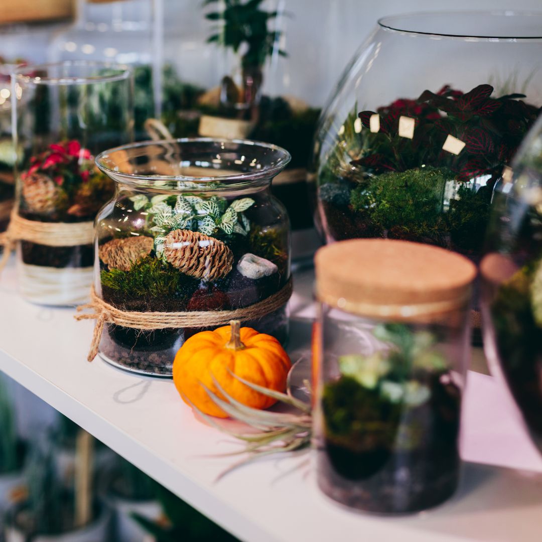 Open Terrarium Night at Brawley Seed- October 17th, 6:30pm