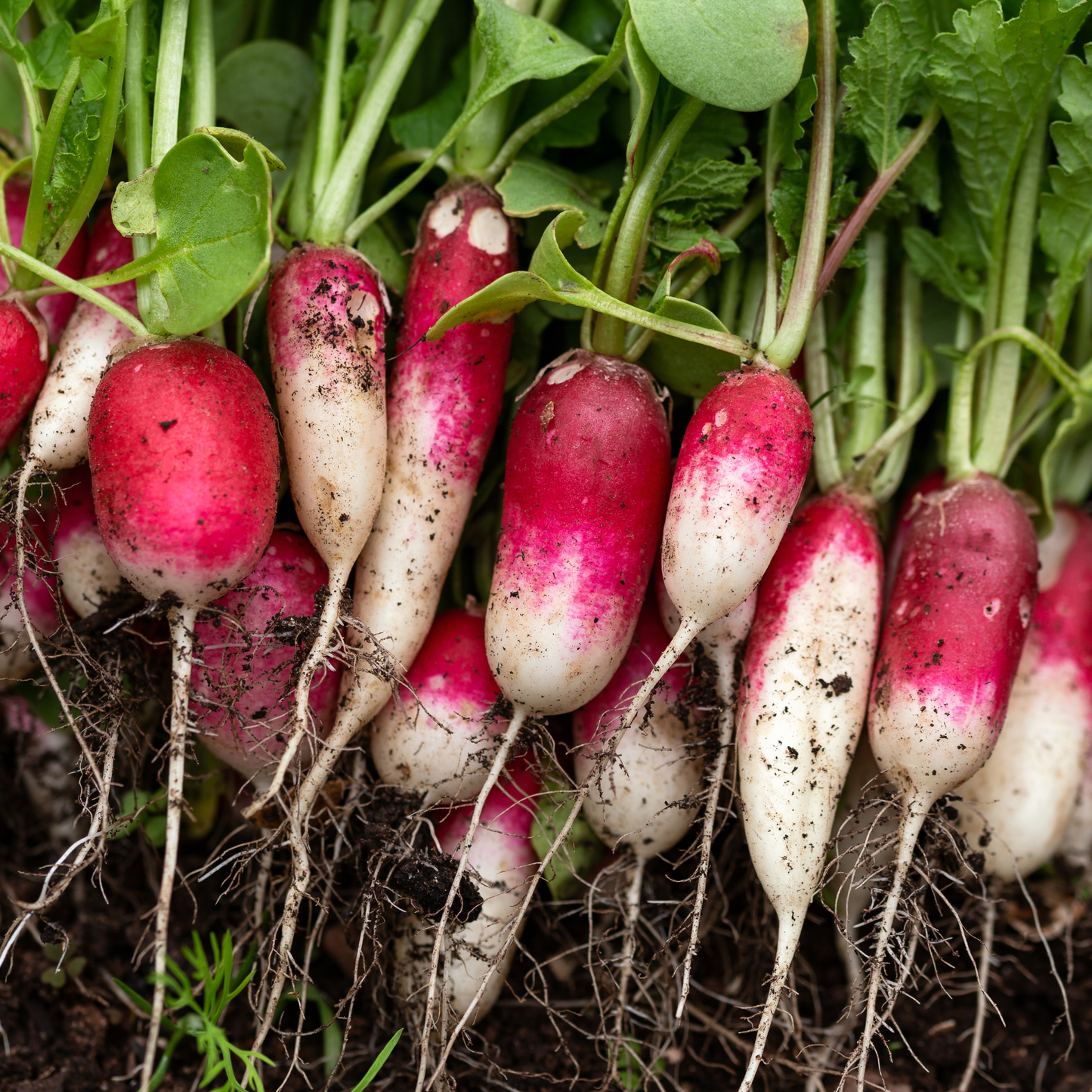 French Breakfast Radish