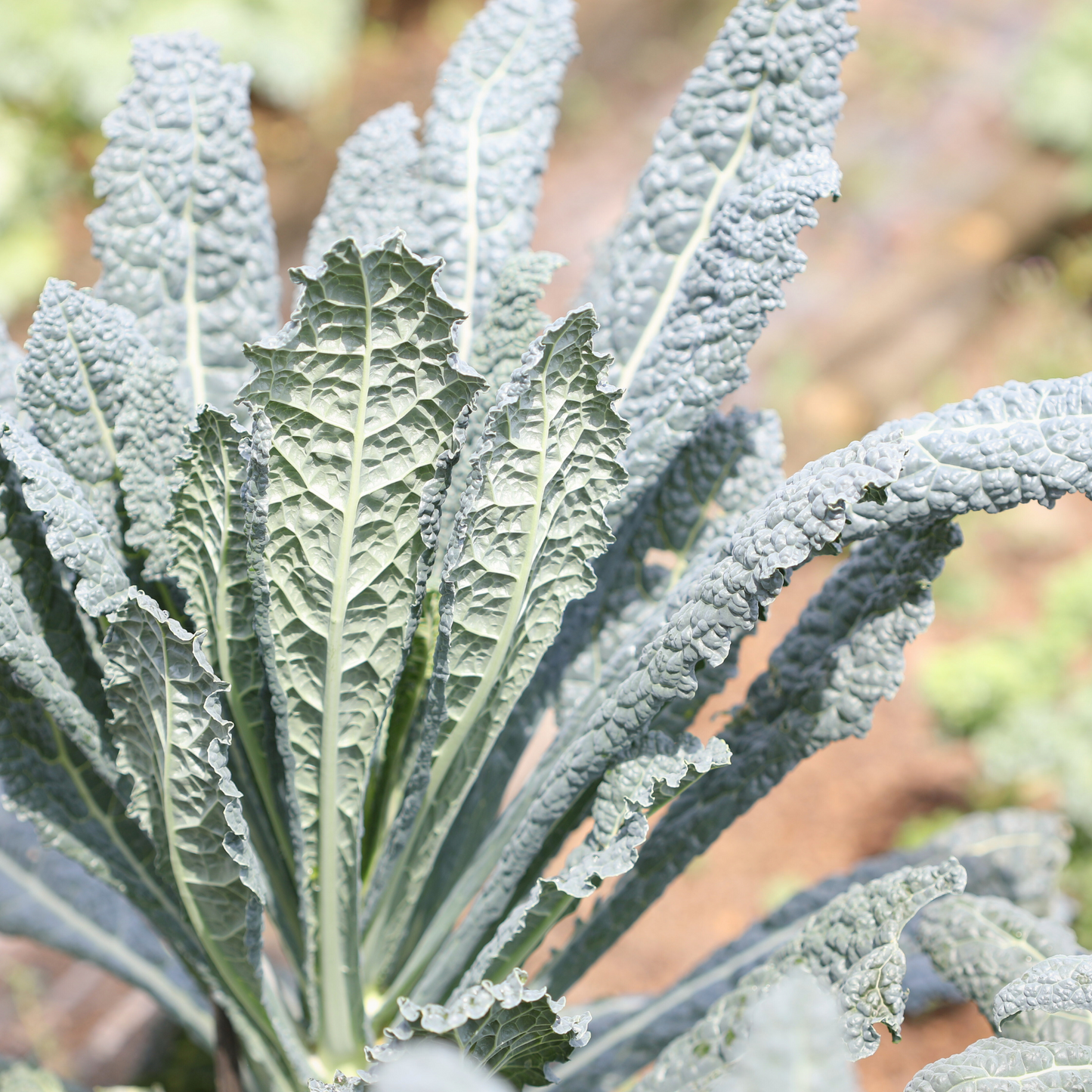 Lacinato Kale