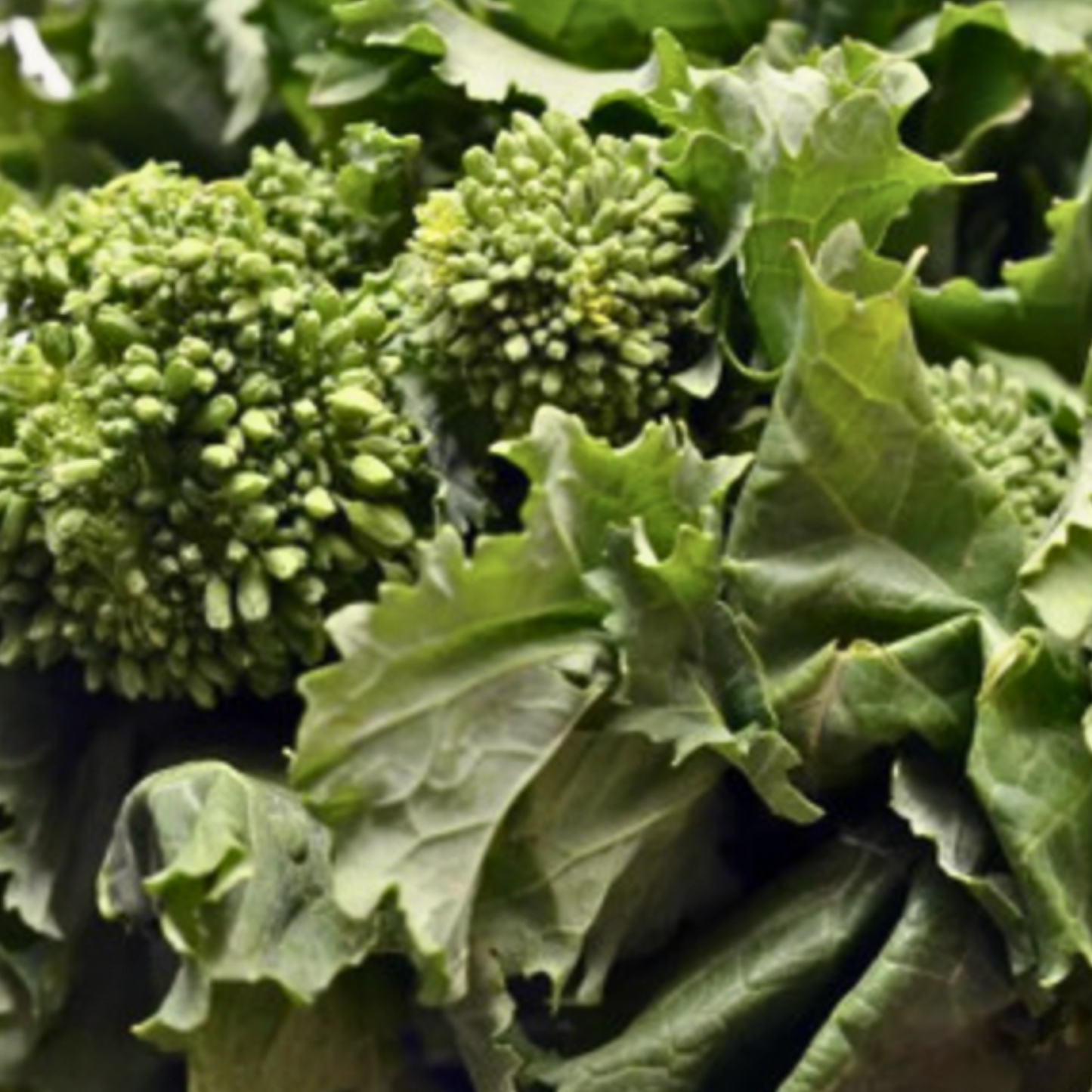 Rabb (Rapini) Broccolini
