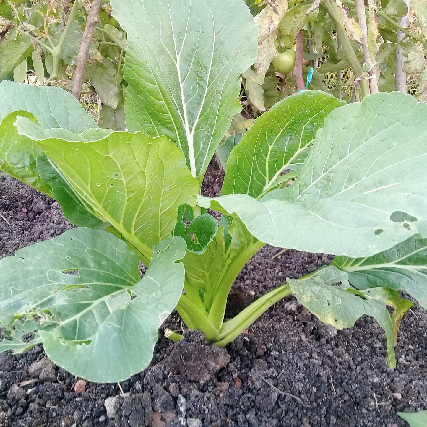 Florida Broadleaf Mustard