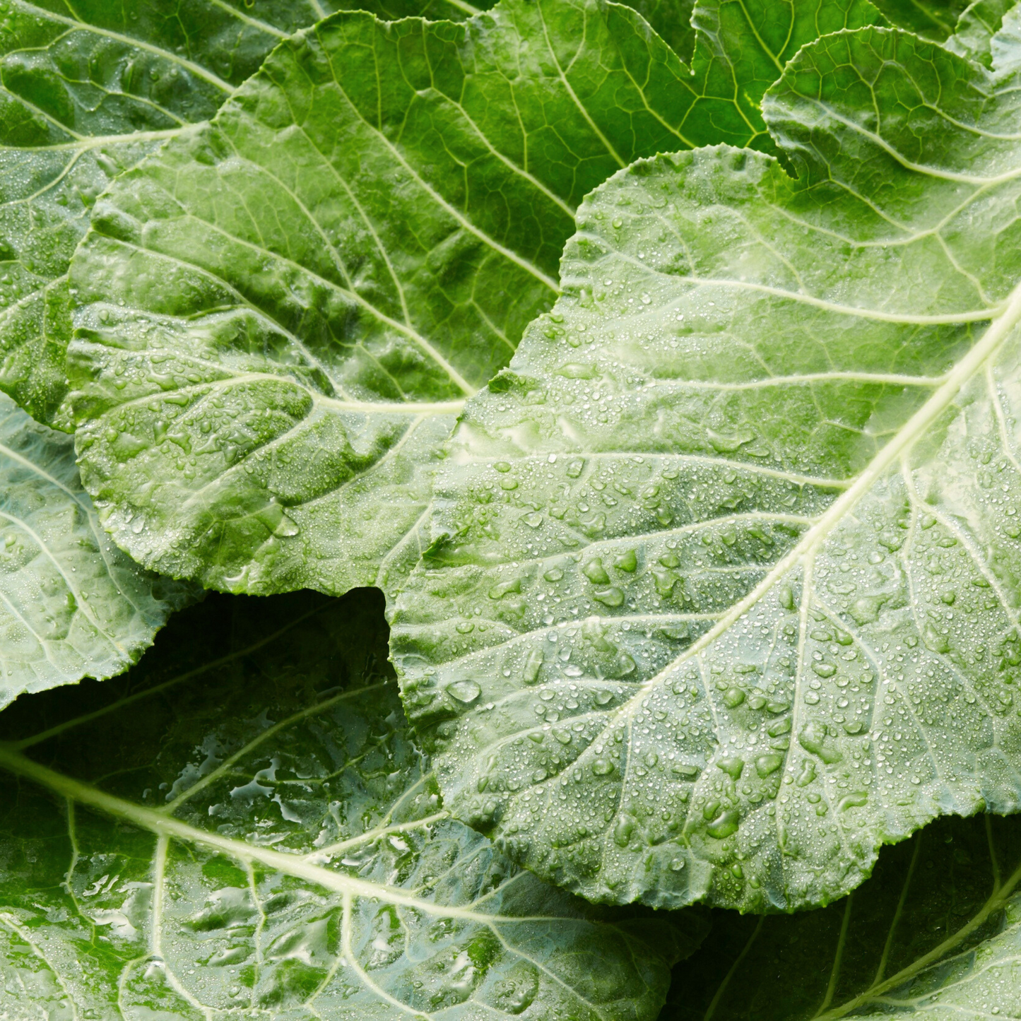 Georgia Southern Collards