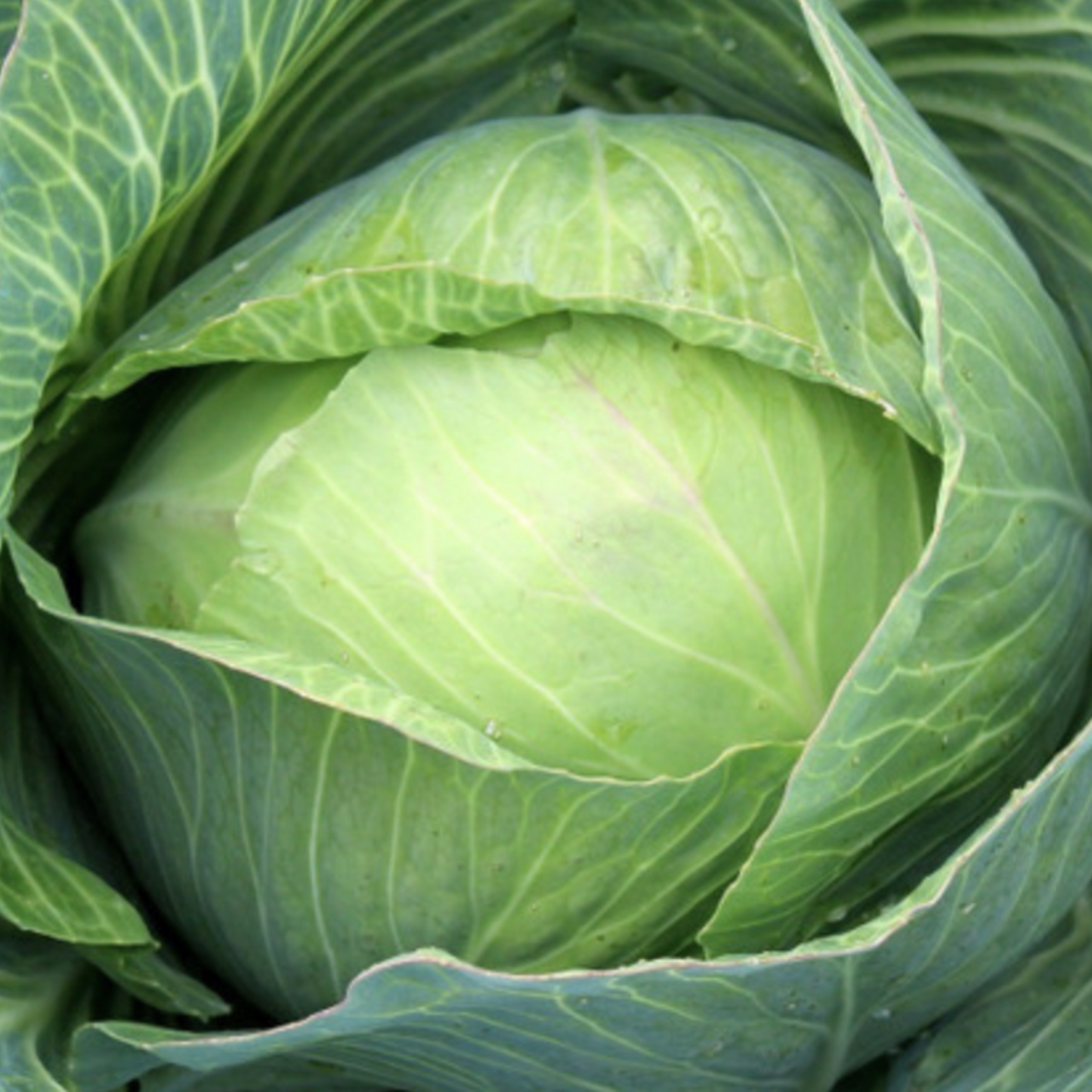 Late Flat Dutch Cabbage