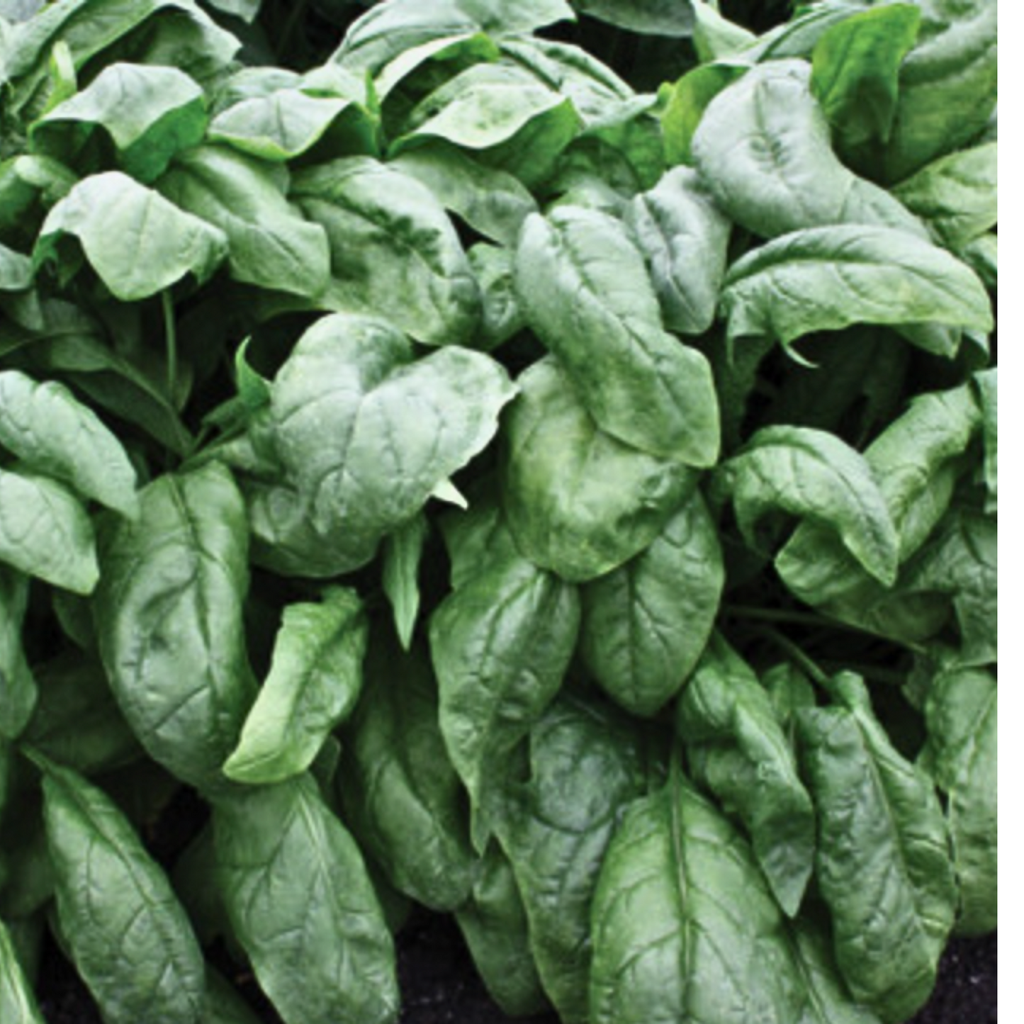Persius F1 Spinach