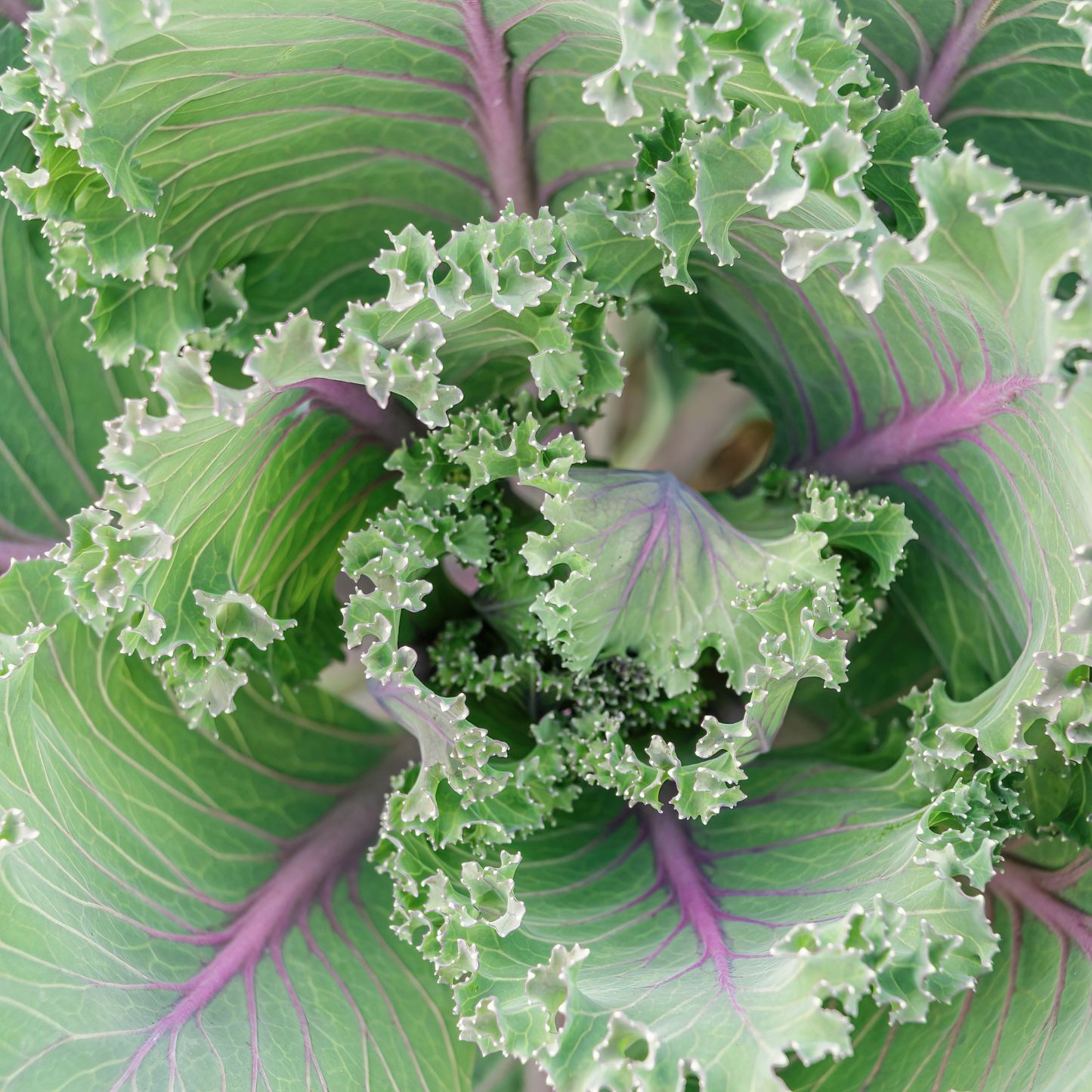 Red Russian Kale