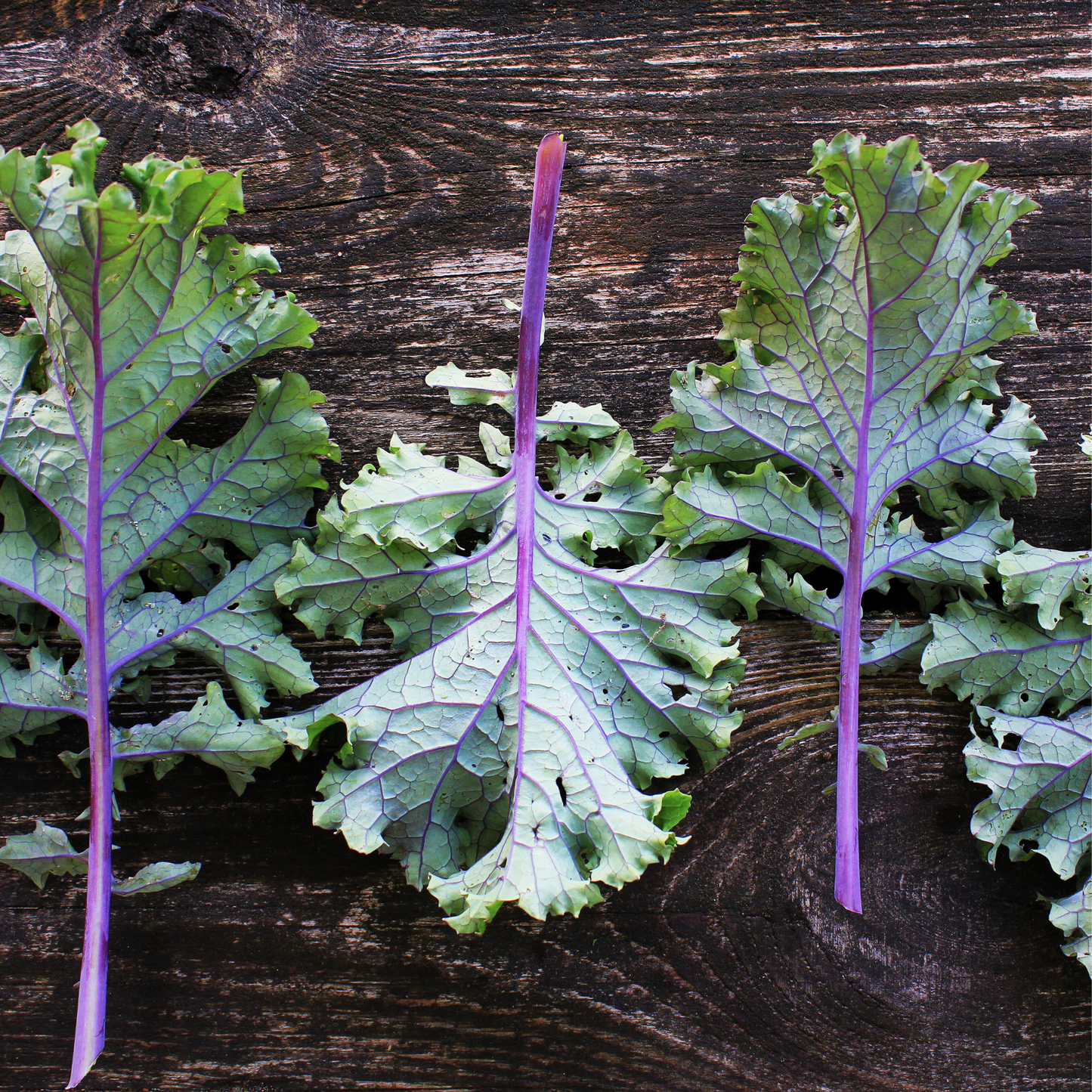 Red Russian Kale