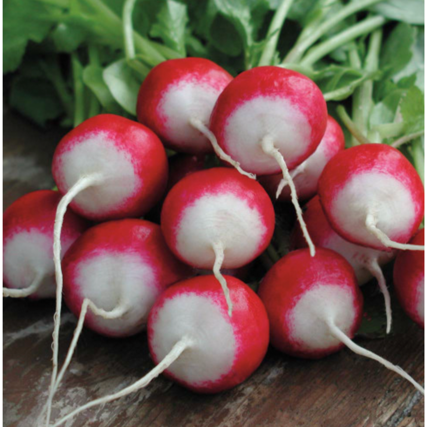 Scarlet White Tip Radish