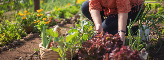 Cut-and-Come Lettuce: Plant Once and Eat All Fall