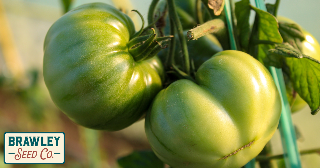 Why Your Tomatoes Won't Turn Red (When They're Already Full Grown)