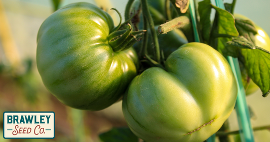 Why Your Tomatoes Won't Turn Red (When They're Already Full Grown)