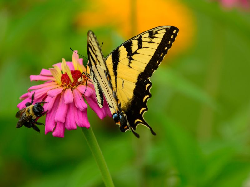 The Best 5 Annuals for Your Pollinator Garden