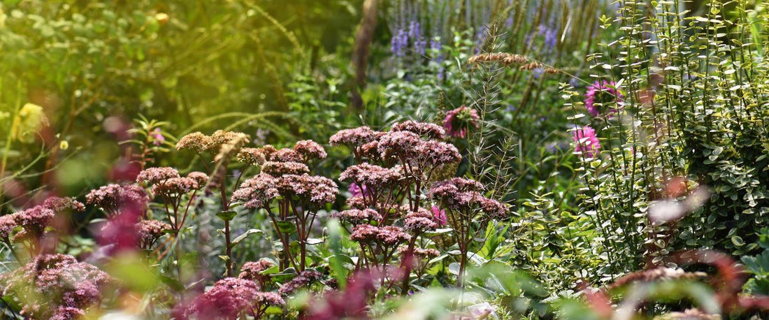 Perennials for Vibrant Fall Color