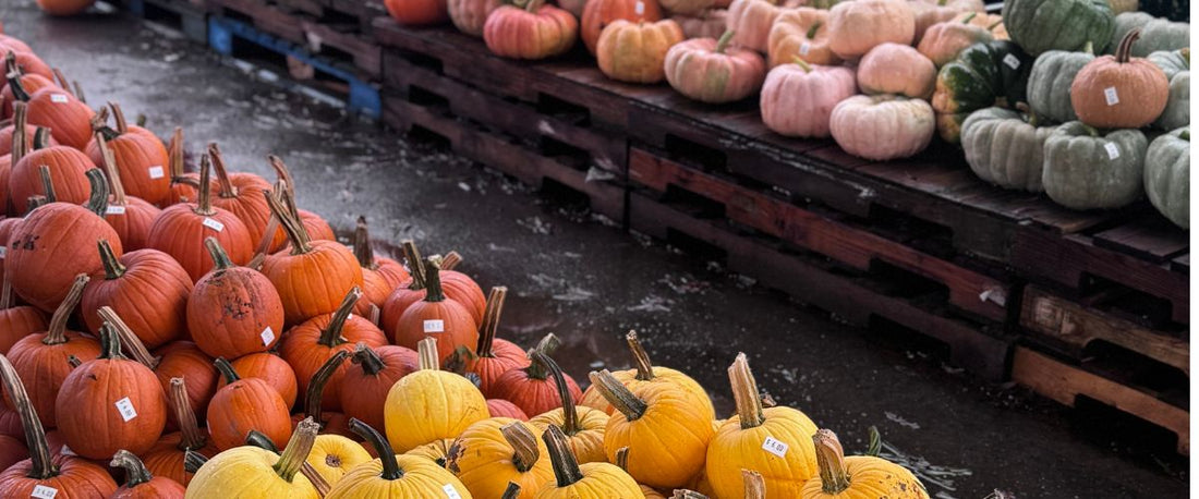 Growing Pumpkins in the NC Piedmont: Why July is the Best Time to Start Seeds