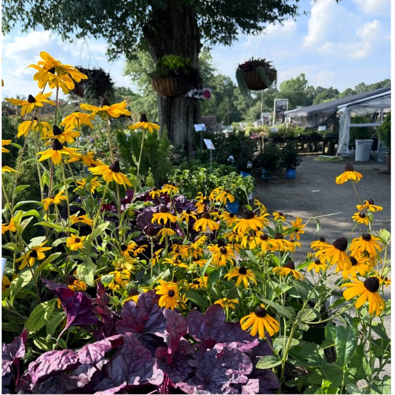 Why We’re Obsessed with Rudbeckia: Goldsturm, American Gold Rush & a Sneak Peek at Echibeckias!