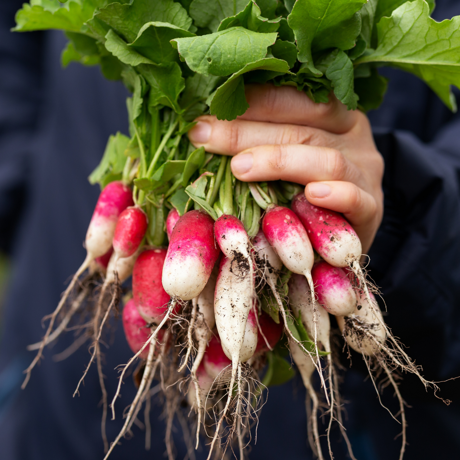 Radishes