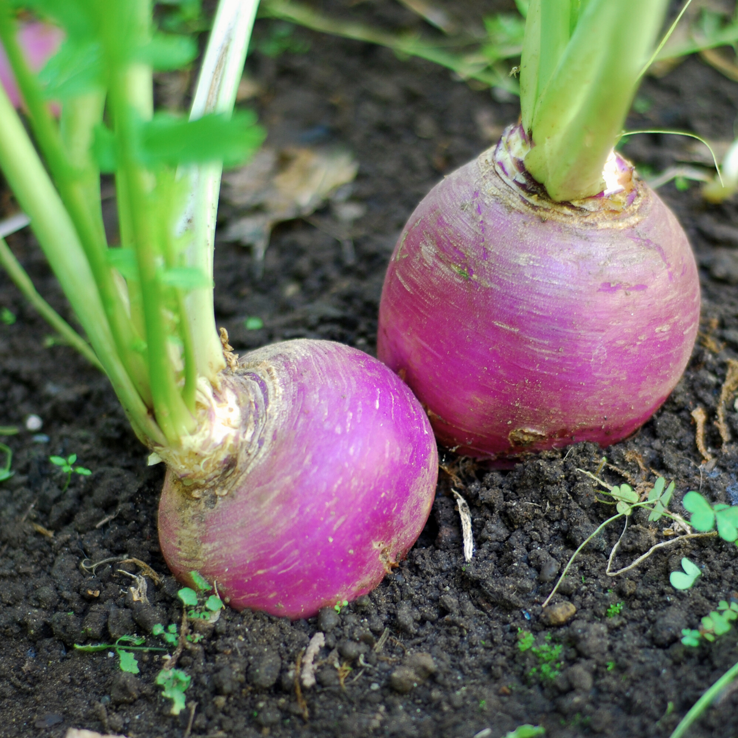 Turnips