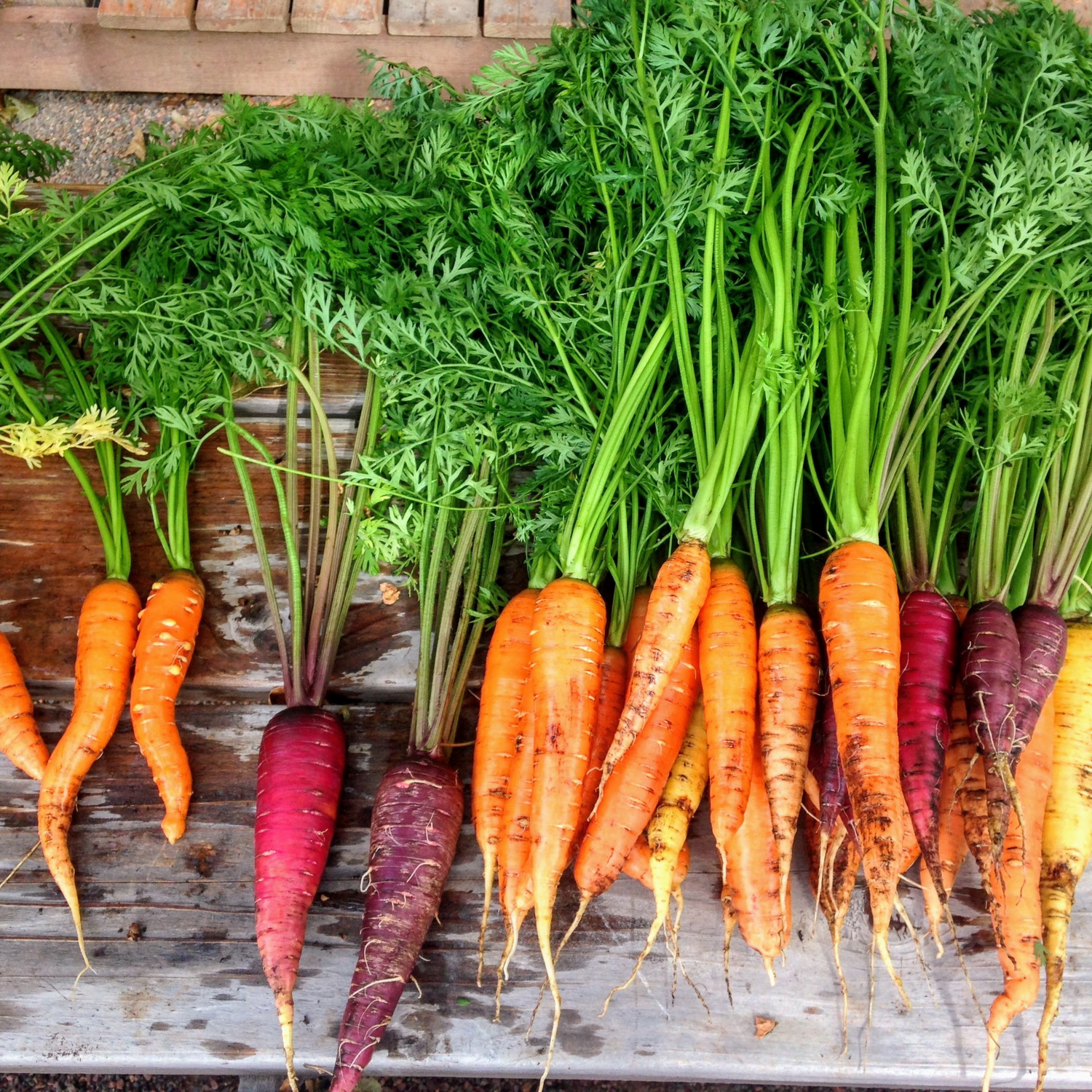 Carrots