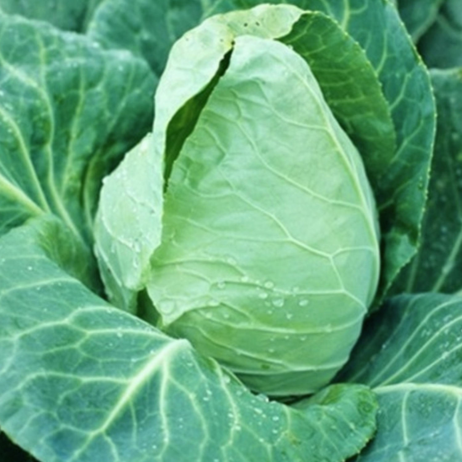 Cabbage