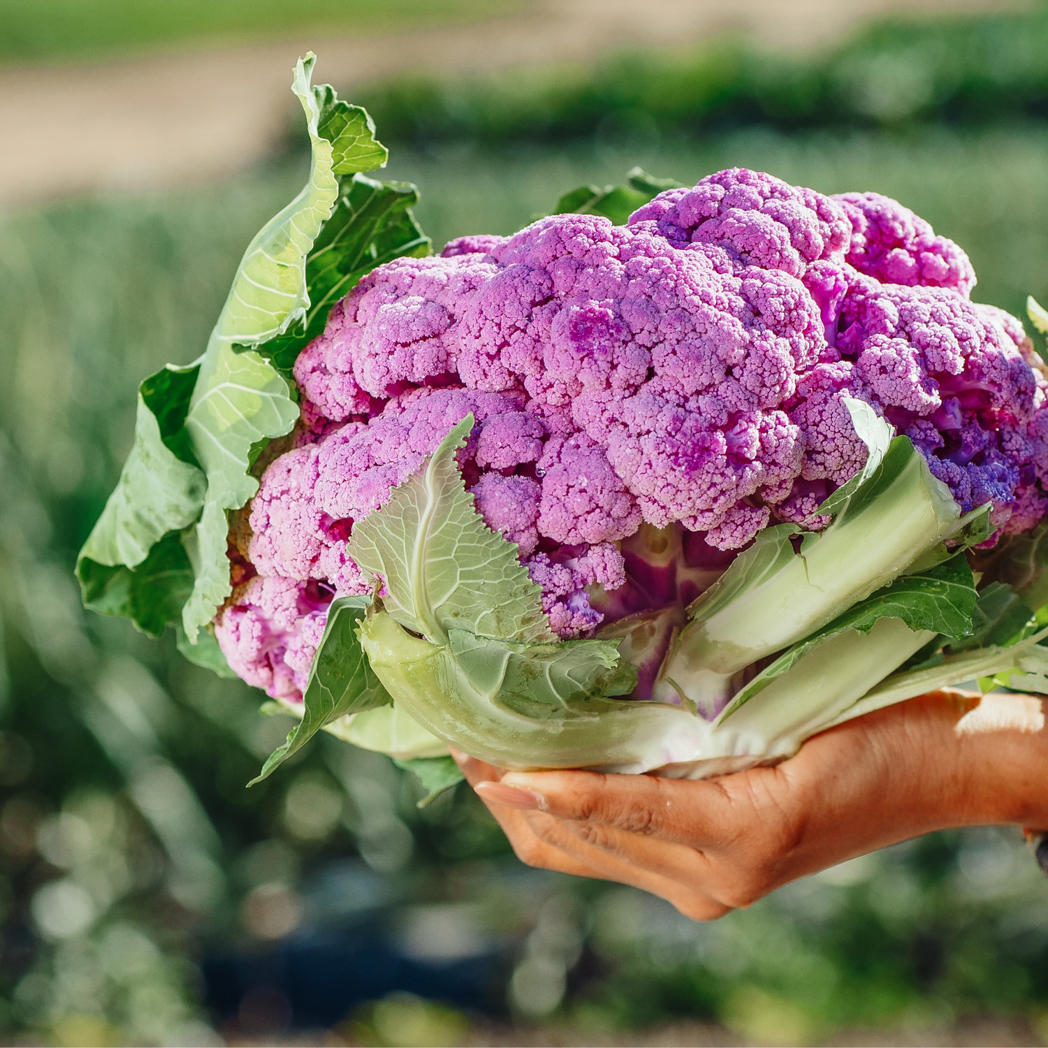 Broccoli & Cauliflower