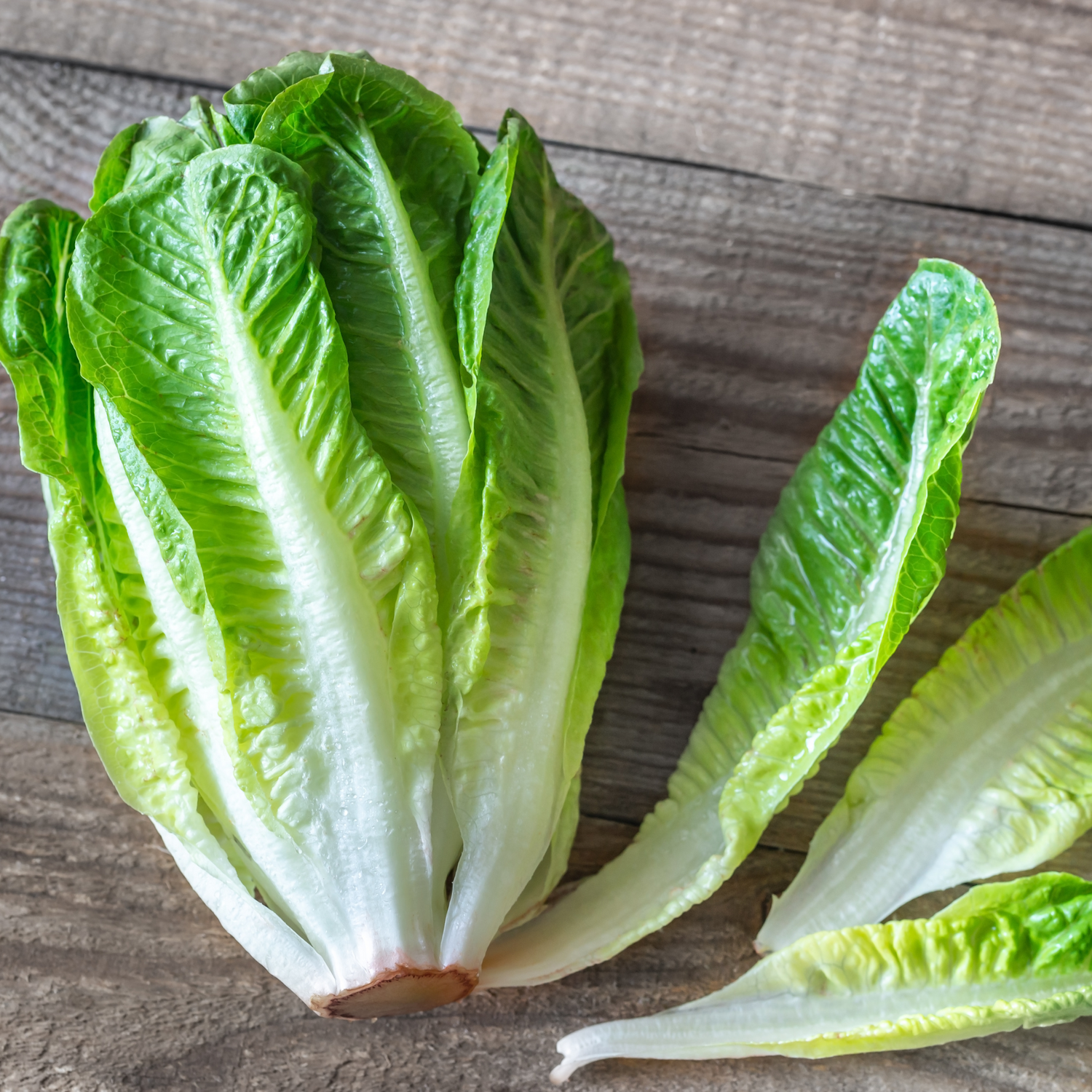 Lettuce