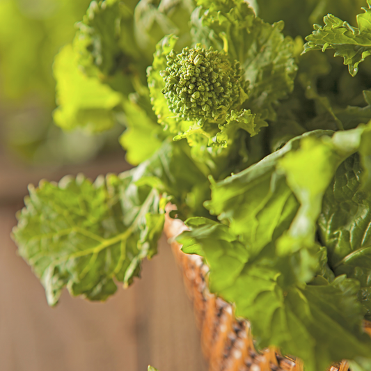 Rabb (Rapini) Broccolini