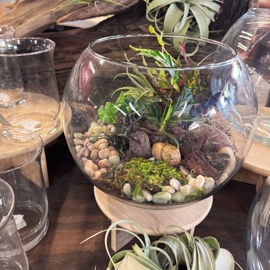 Open Terrarium Night at Brawley Seed- October 17th, 6:30pm