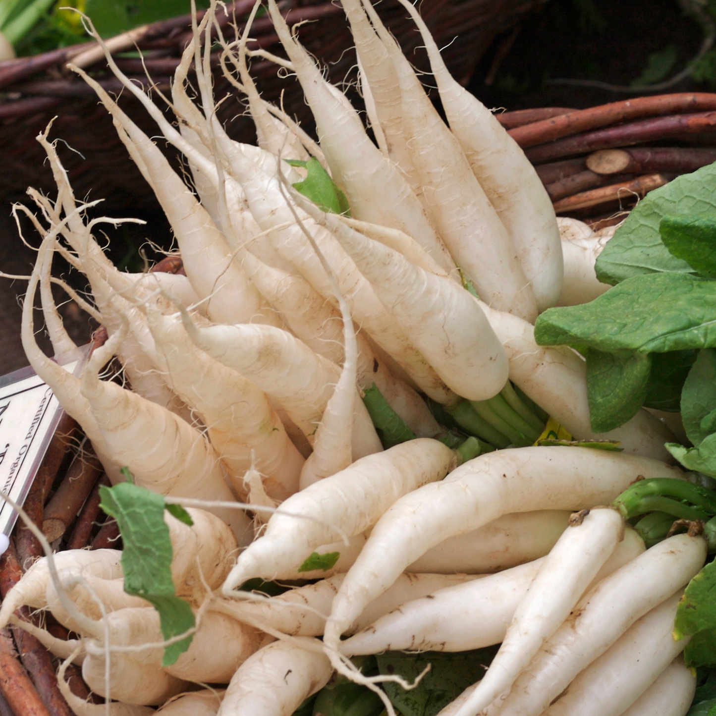 White Icicle Radish