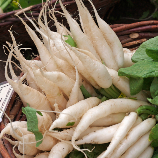 White Icicle Radish