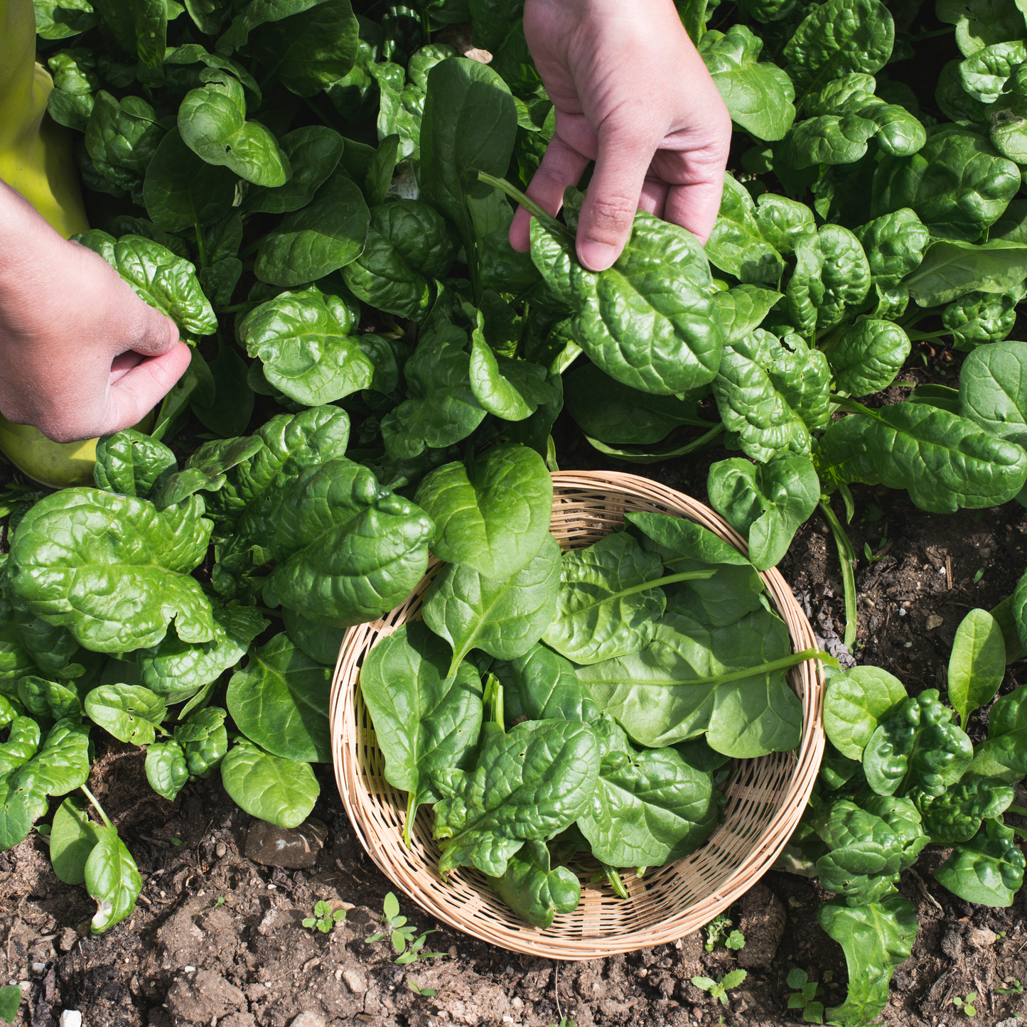 Bloomsdale Long Standing Spinach