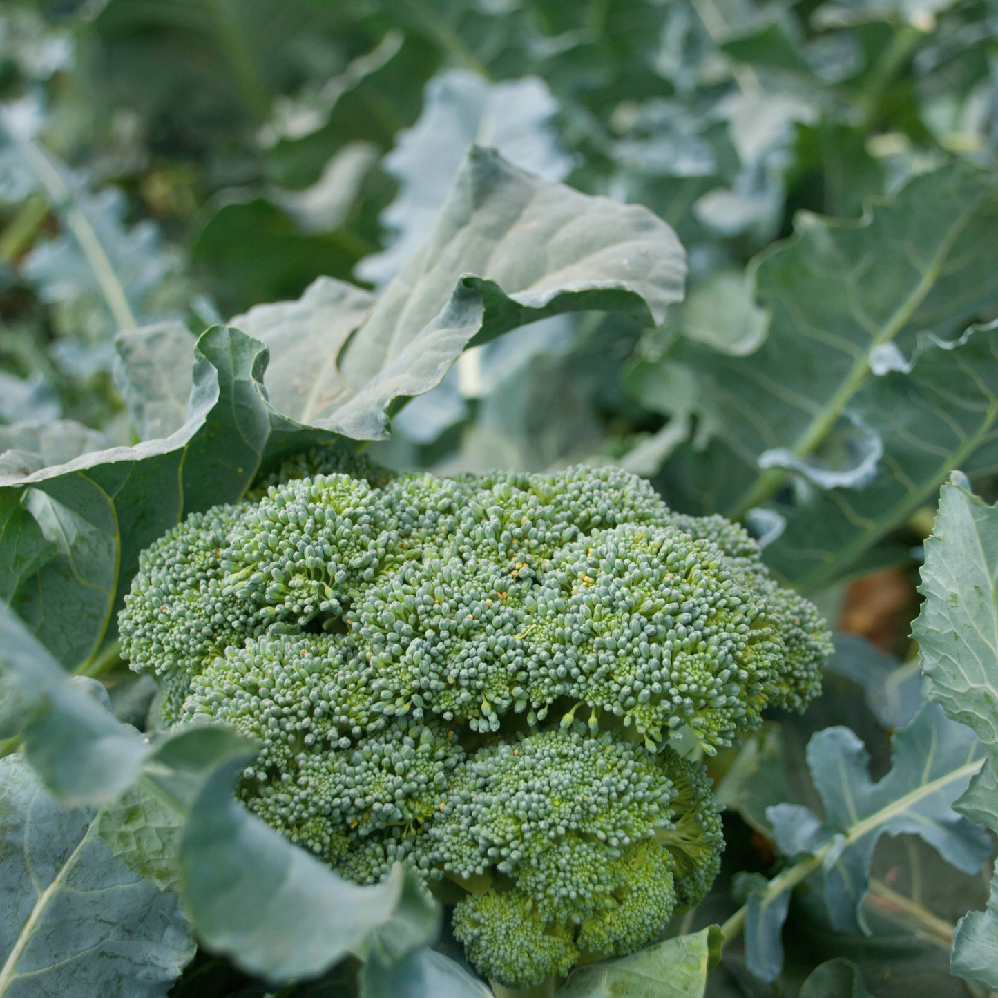 Marathon F1 Broccoli