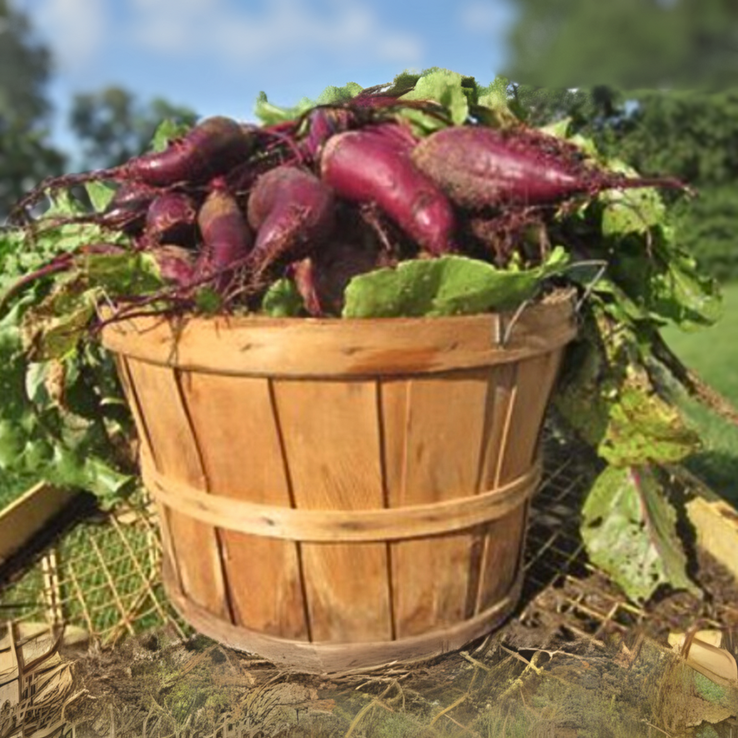 Detroit Dark Red Beet