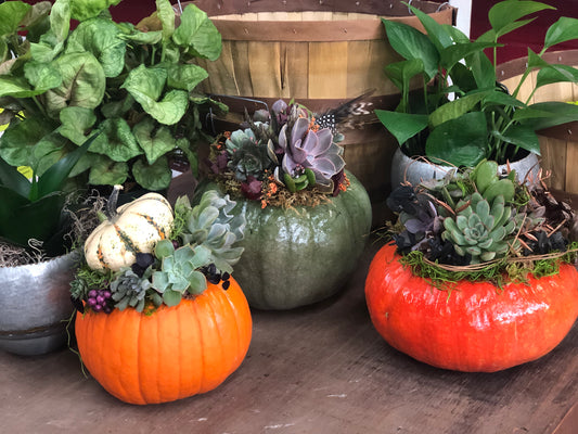 Succulent Topped Pumpkin- October 3rd, October 6th, October 7th