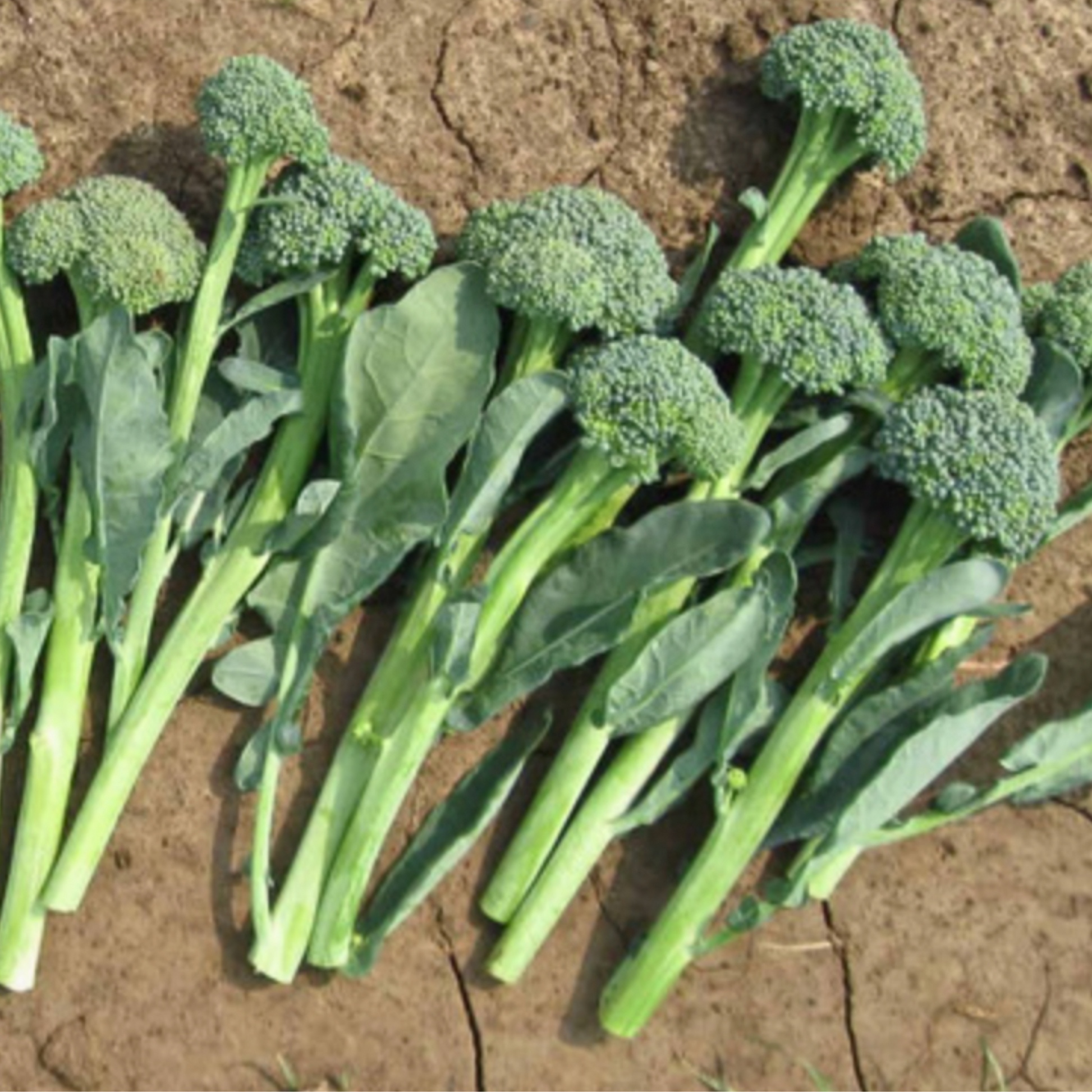 broccolini seeds for planting Artwork F1 Broccolini