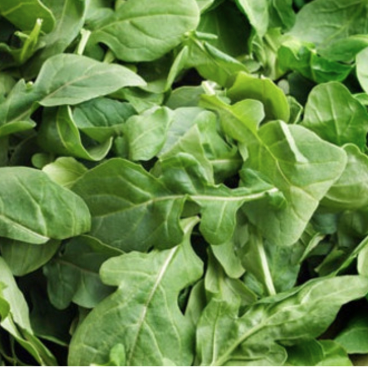 Rocket Arugula