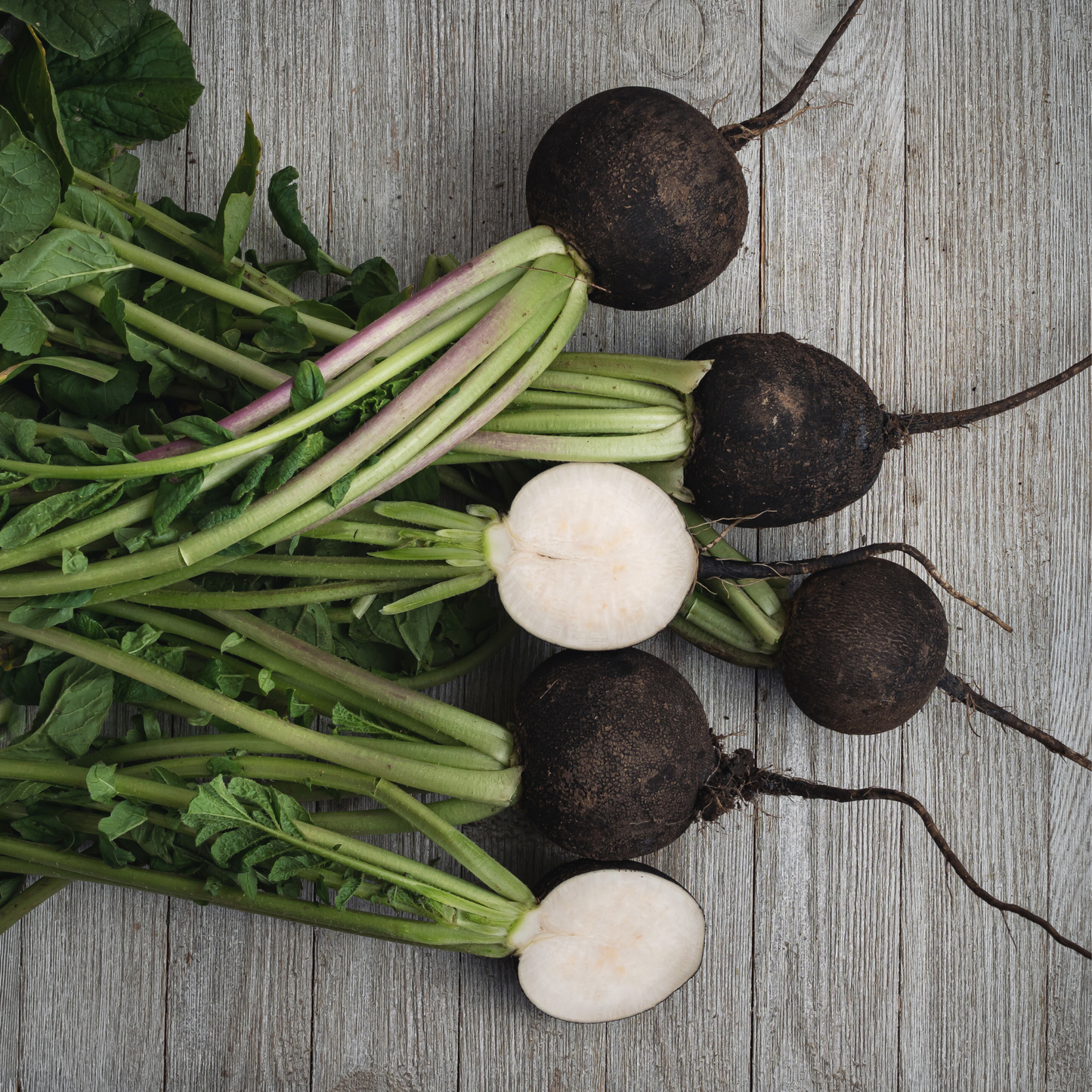 Black Spanish Radish (Round)