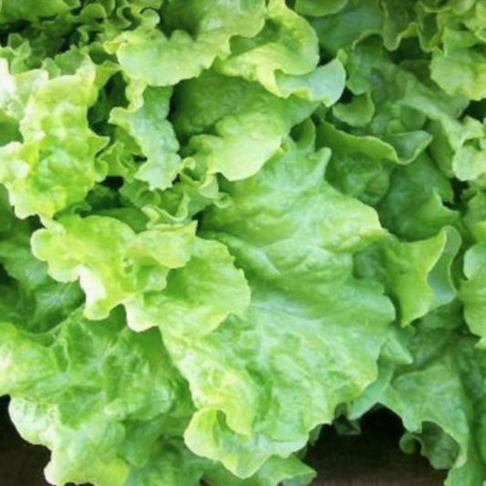 Black Seeded Simpson Lettuce