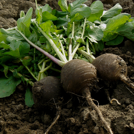 Black Spanish Radish (Round)