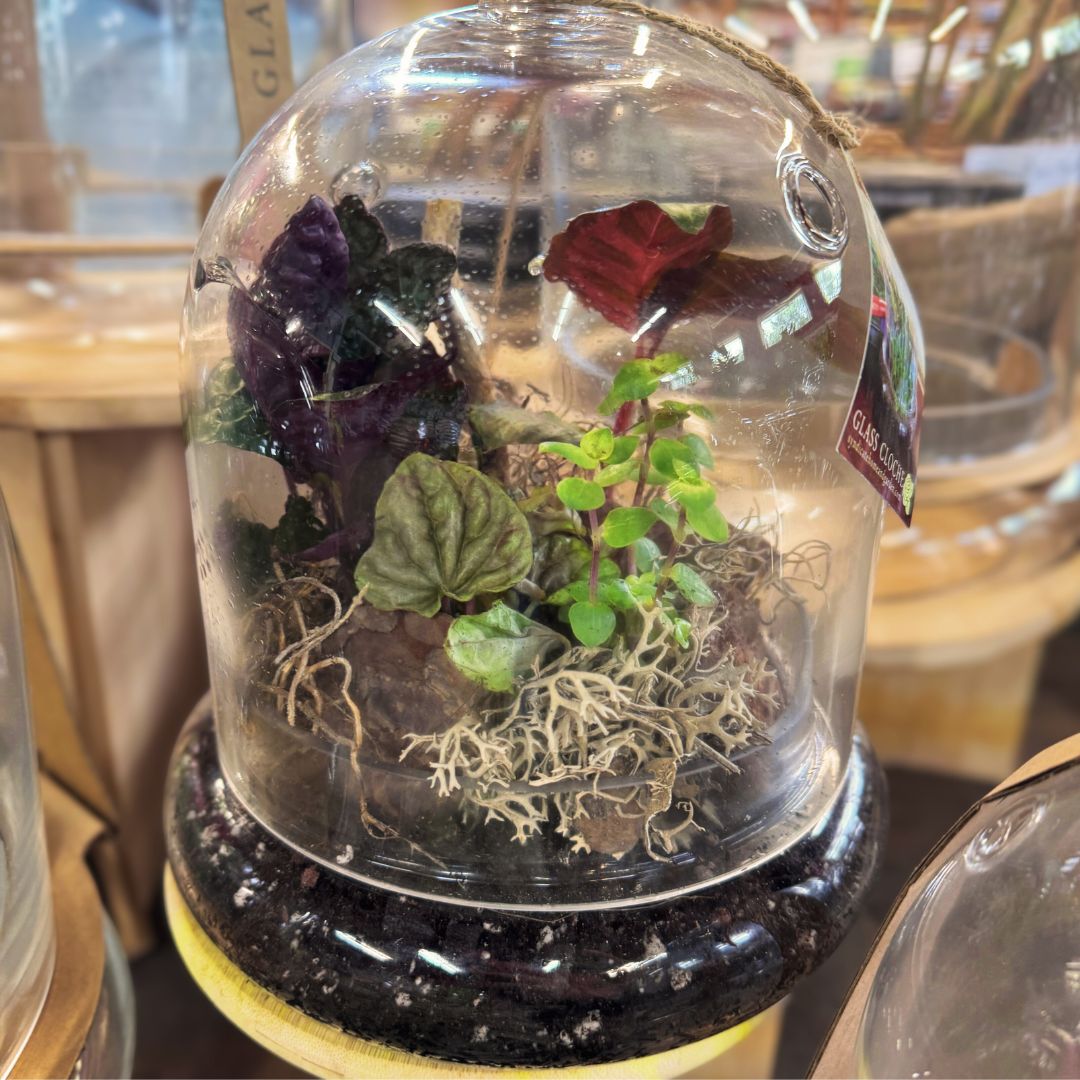 Open Terrarium Night at Brawley Seed- October 17th, 6:30pm
