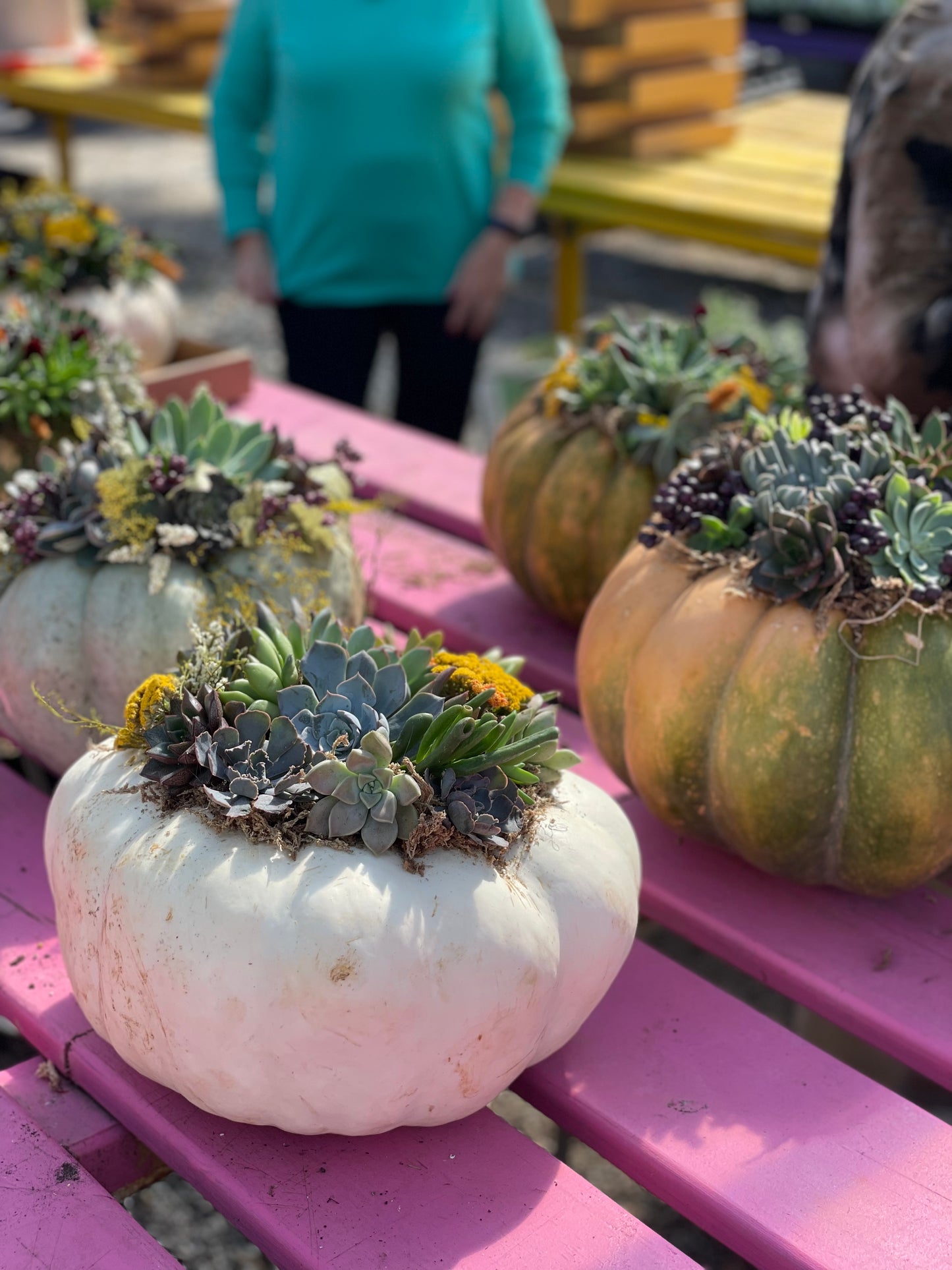 Succulent Topped Pumpkin- October 3rd, October 6th, October 7th