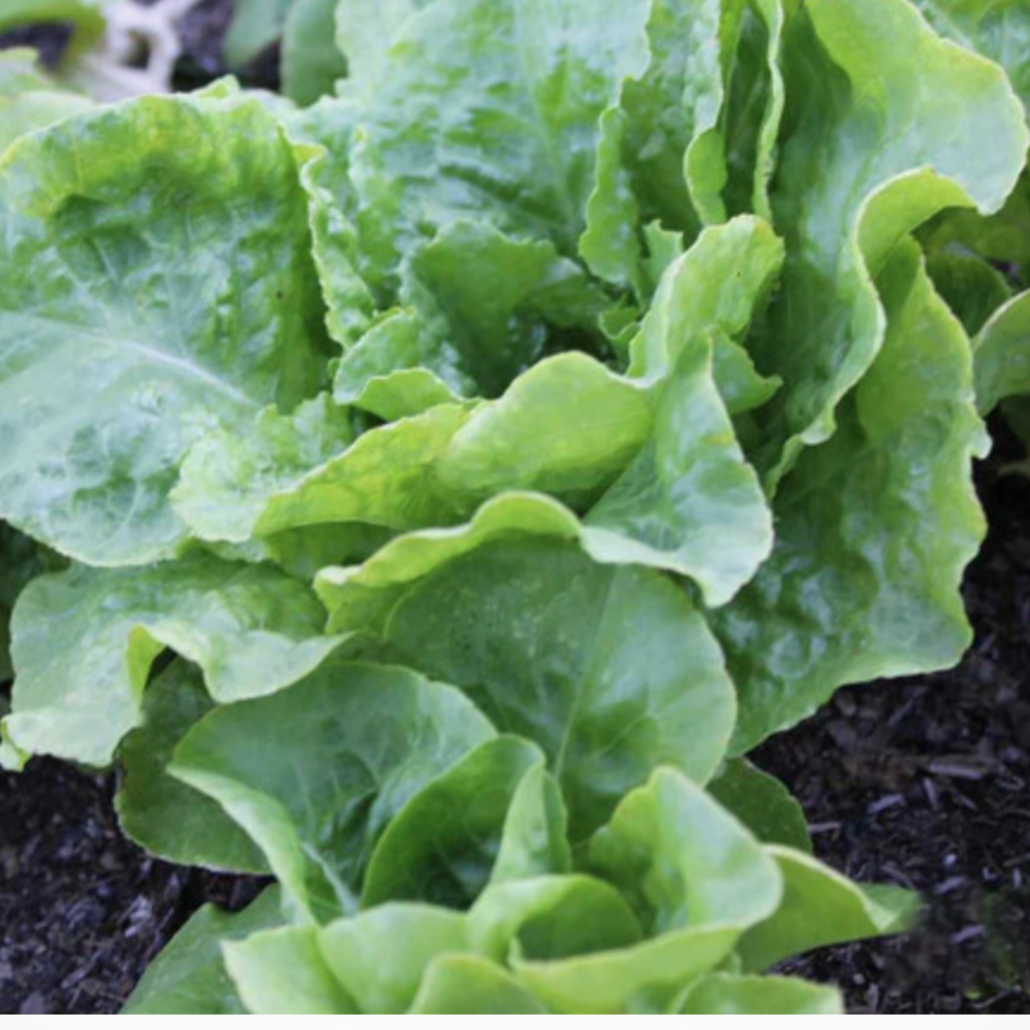 Buttercrunch Lettuce