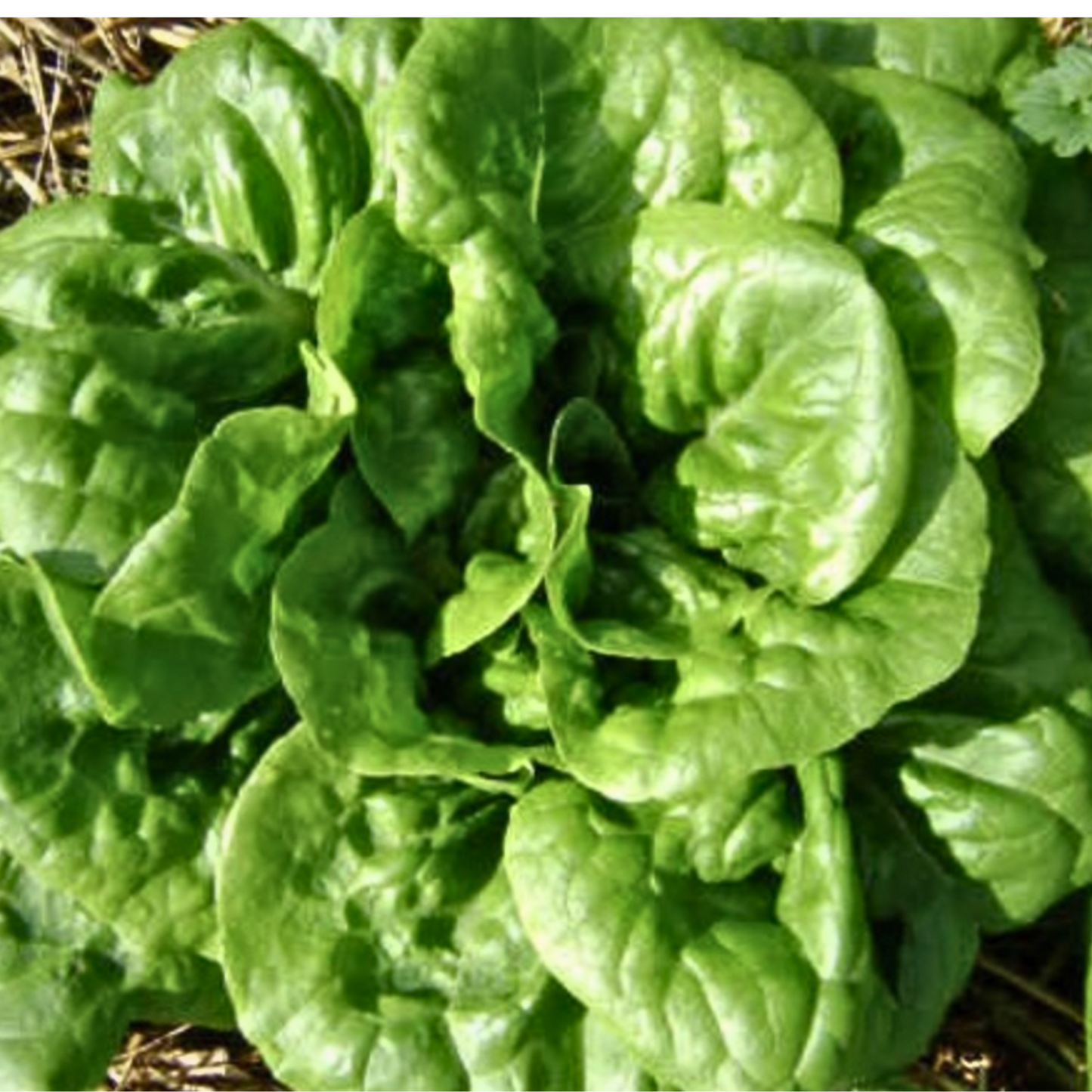 Buttercrunch Lettuce