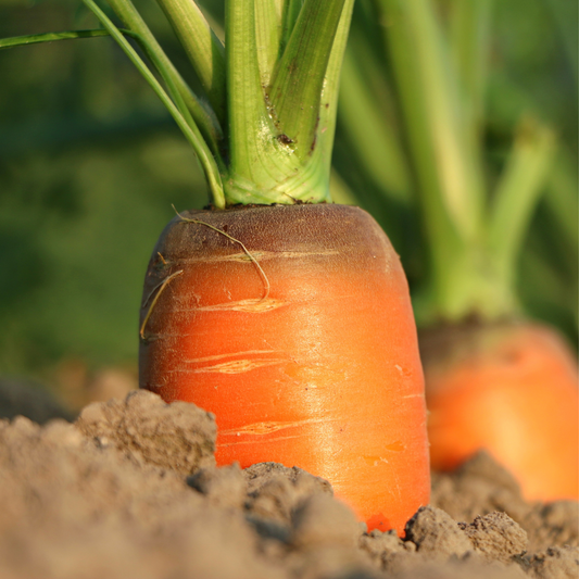 Chantenay Red Core Carrot