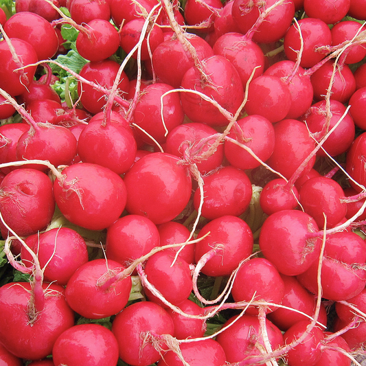 Cherry Belle Radish