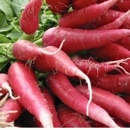 Chinese Winter Rose Radish