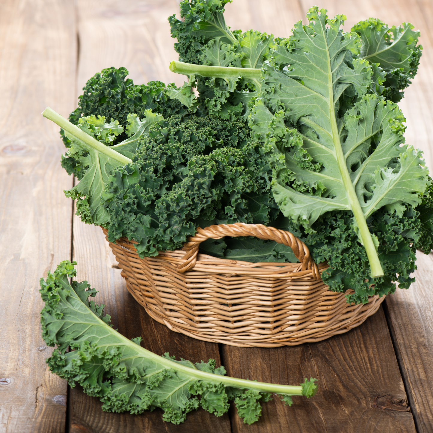 Dwarf Blue Scotch Curl Kale