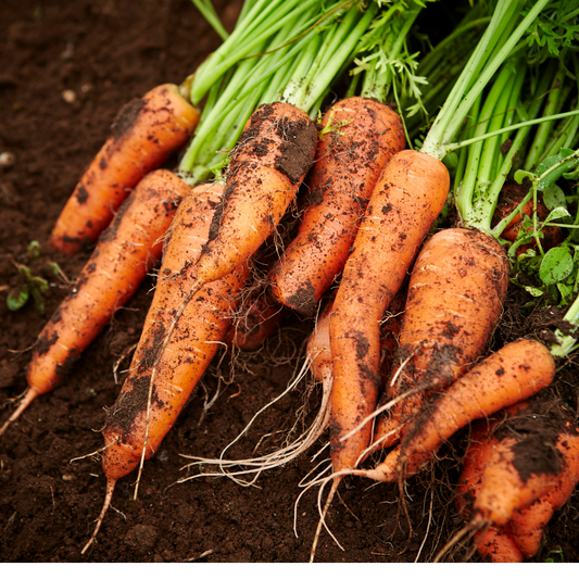 Danvers Half Long Carrot