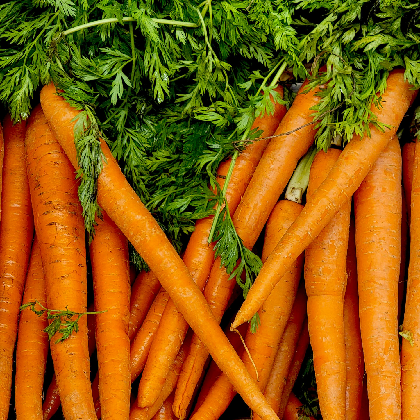 Danvers Half Long Carrot