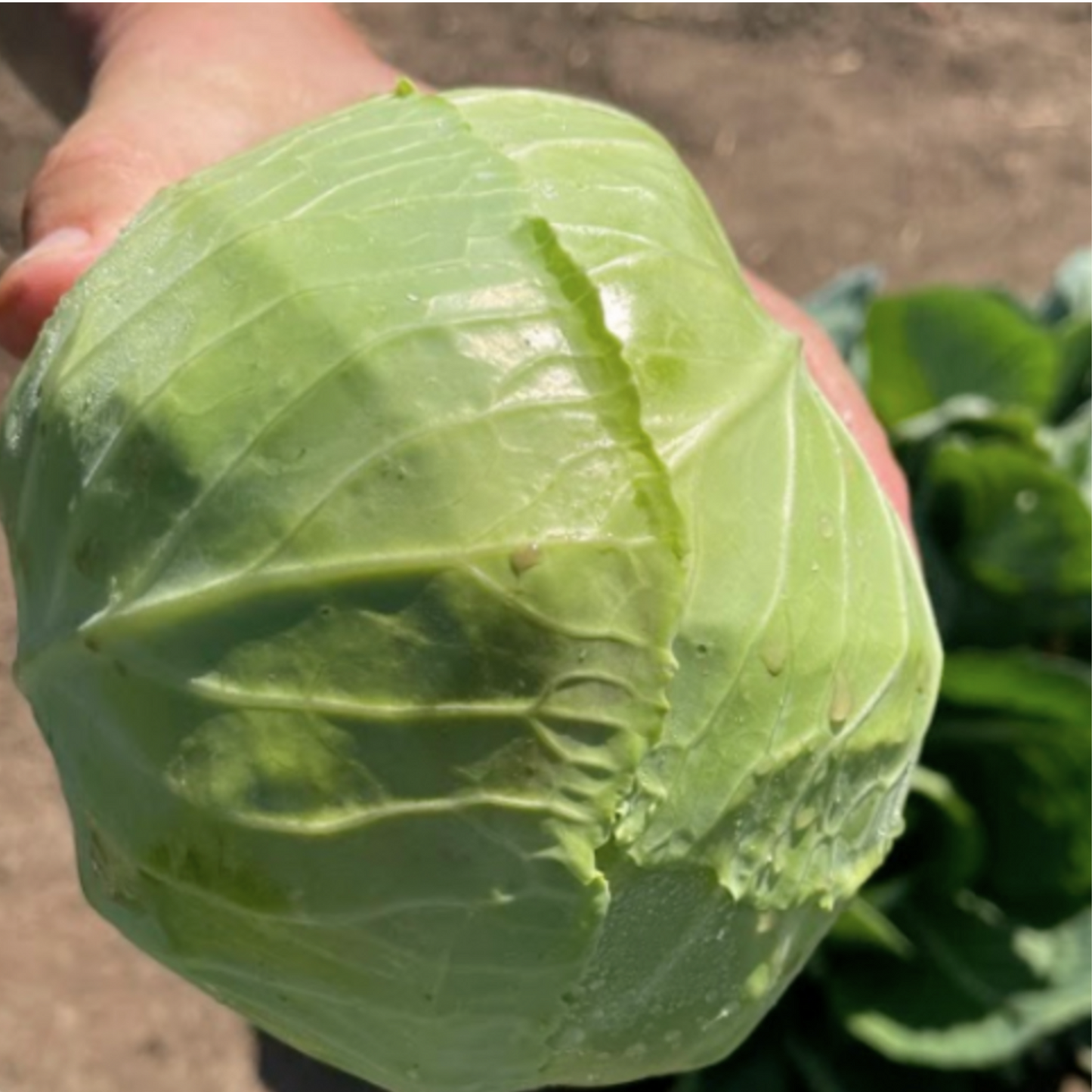 Early Jersey Wakefield Cabbage